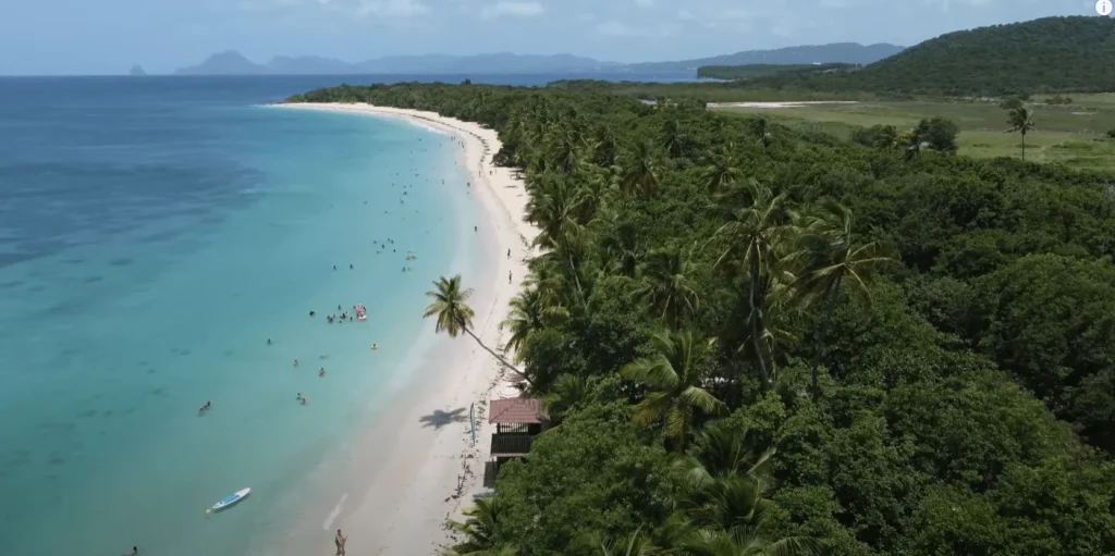 petit cocotier martinique 1