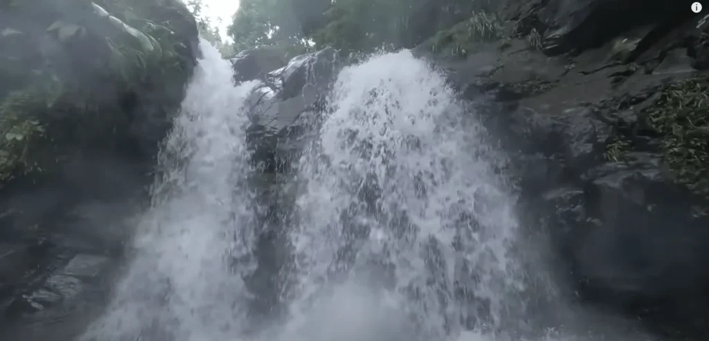 petit cocotier martinique 2