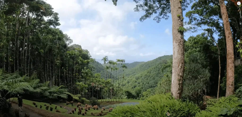 petit cocotier martinique 3