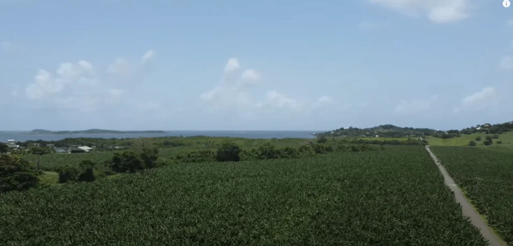 petit cocotier martinique 4
