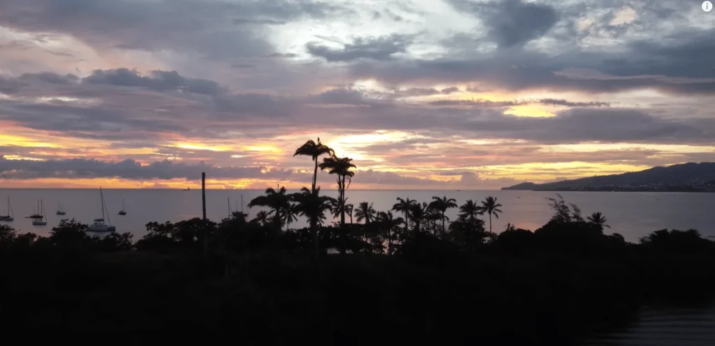 petit cocotier martinique 5